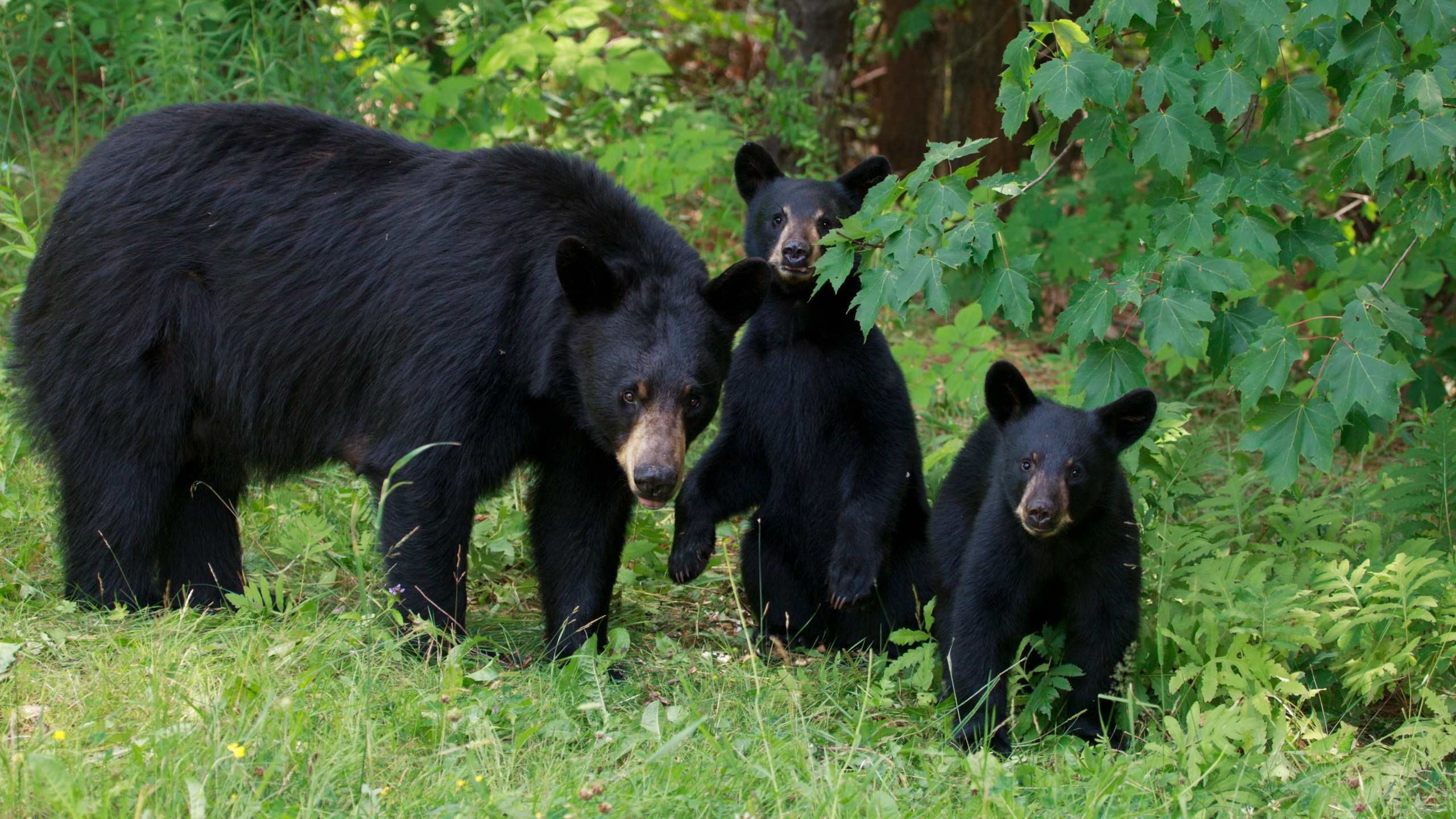 A family of black bears is seen in a file photo. (Credit: iStock/Getty Images Plus)