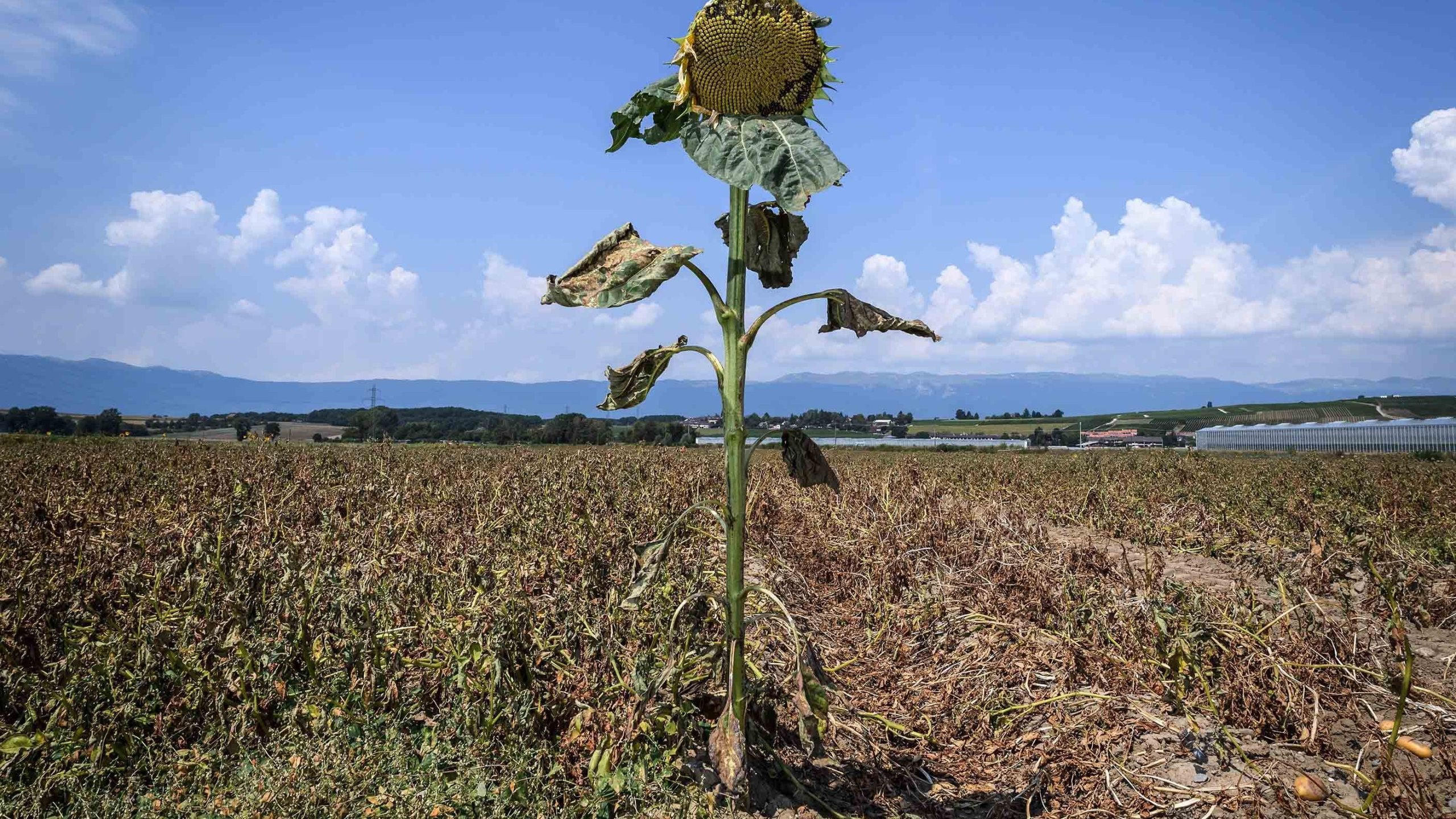 A sunflower with dried leaves is seen near Perly-Certoux, Switzerland, on Aug. 6, 2018. (Credit: Fabrice Coffrini / AFP / Getty Images)