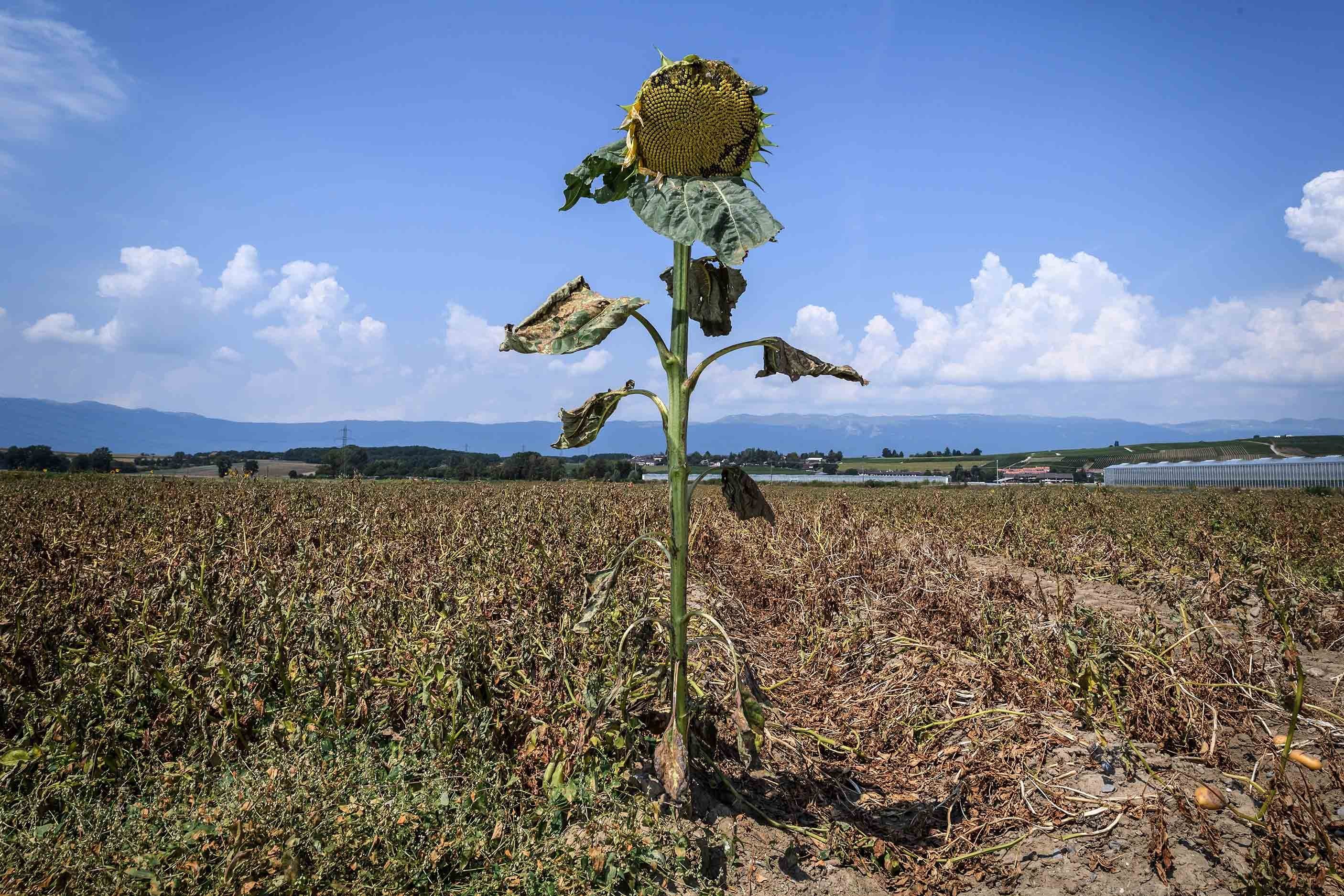 A sunflower with dried leaves is seen near Perly-Certoux, Switzerland, on Aug. 6, 2018. (Credit: Fabrice Coffrini / AFP / Getty Images)