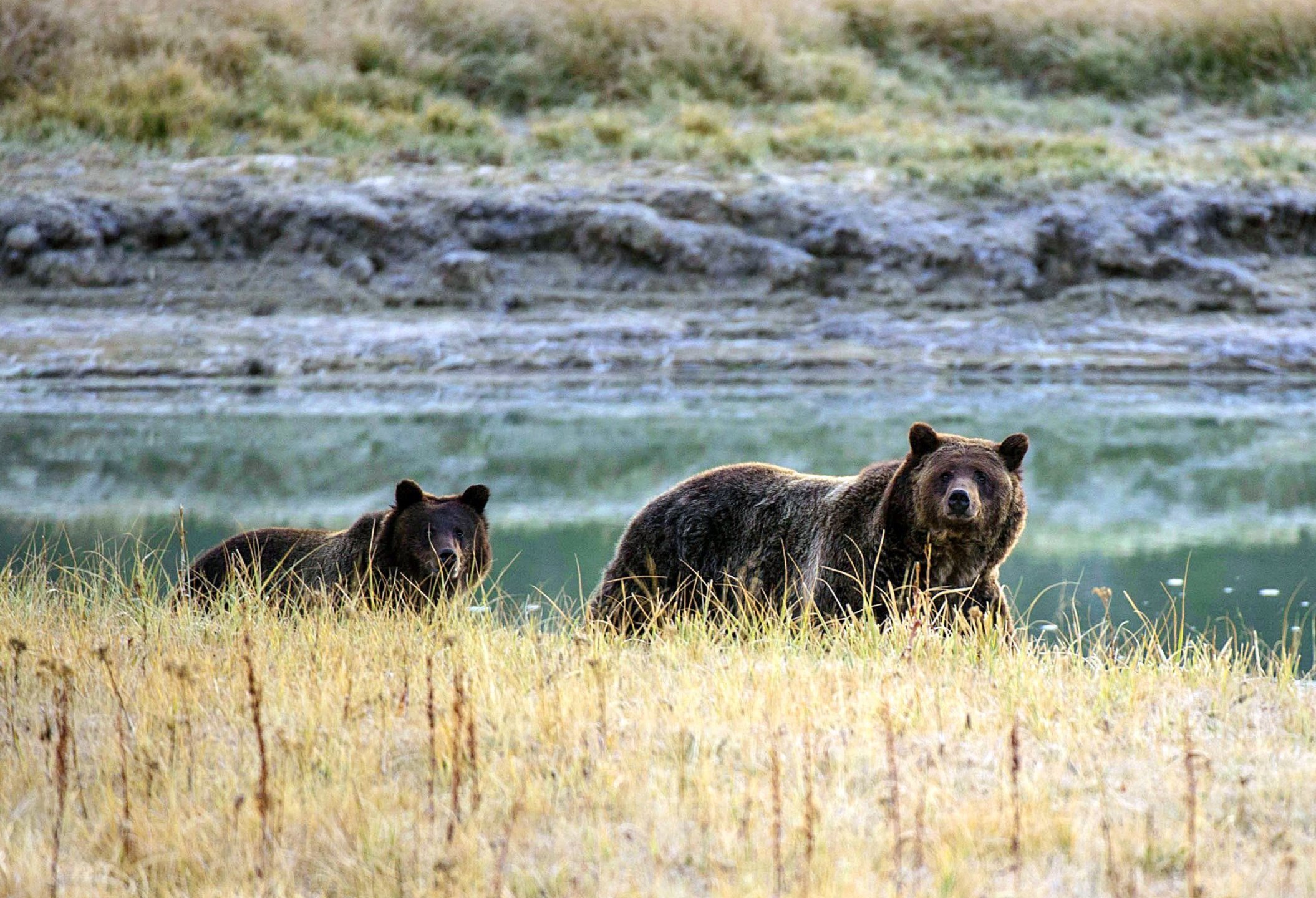 The Yellowstone National Park is America's first national park and extends through parts of Wyoming, Montana and Idaho. The animals are seen in this undated photo. (Credit: Karen Bleier/AFP/Getty Images via CNN)