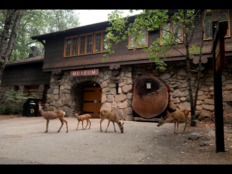 Mule deer graze in front of the museum in the Yosemite Valley after the park closed on July 25, 2018 due to the Ferguson fire. (Credit: Gary Coronado / Los Angeles Times)