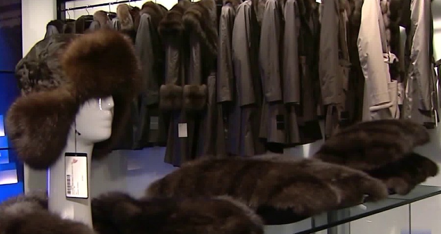 The Los Angeles City Council is expected to vote Tuesday on a plan to forbid the sale of fur products. (Credit: KTLA)