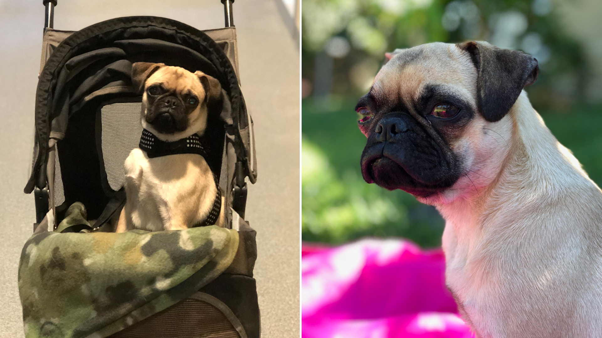 Mila, an approximately 18-month-old Pug found in a box with her hind legs severed, is seen in undated photos released by O.C. Animal Care on Sept. 19, 2018.