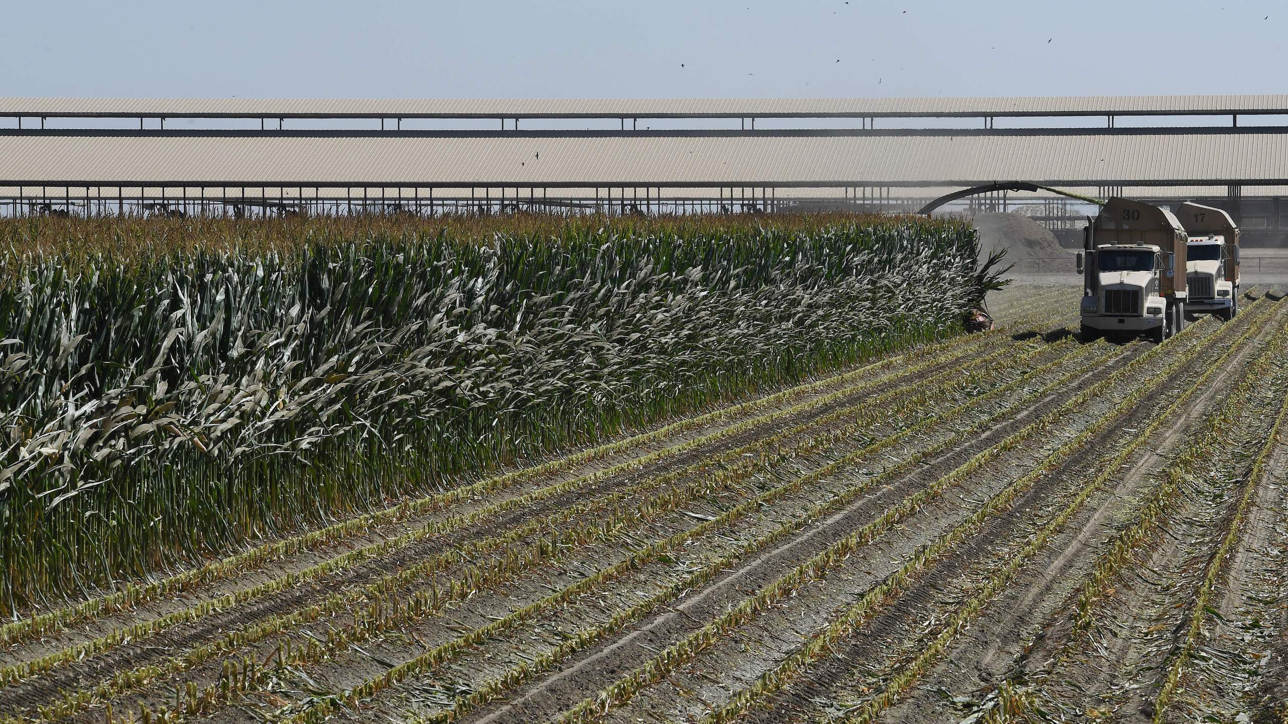 Farm workers harvest a corn crop in the central valley town of Tulare, California on September 8, 2018. (Credit: MARK RALSTON/AFP/Getty Images)