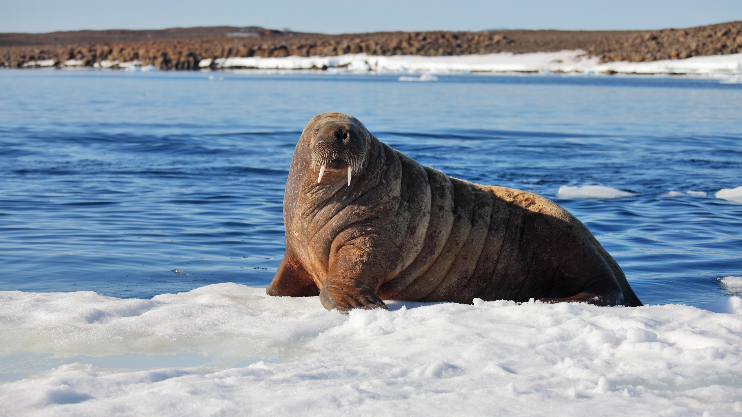 A Walrus cow is seen on ice in a file photo. (Credit: Getty Images)