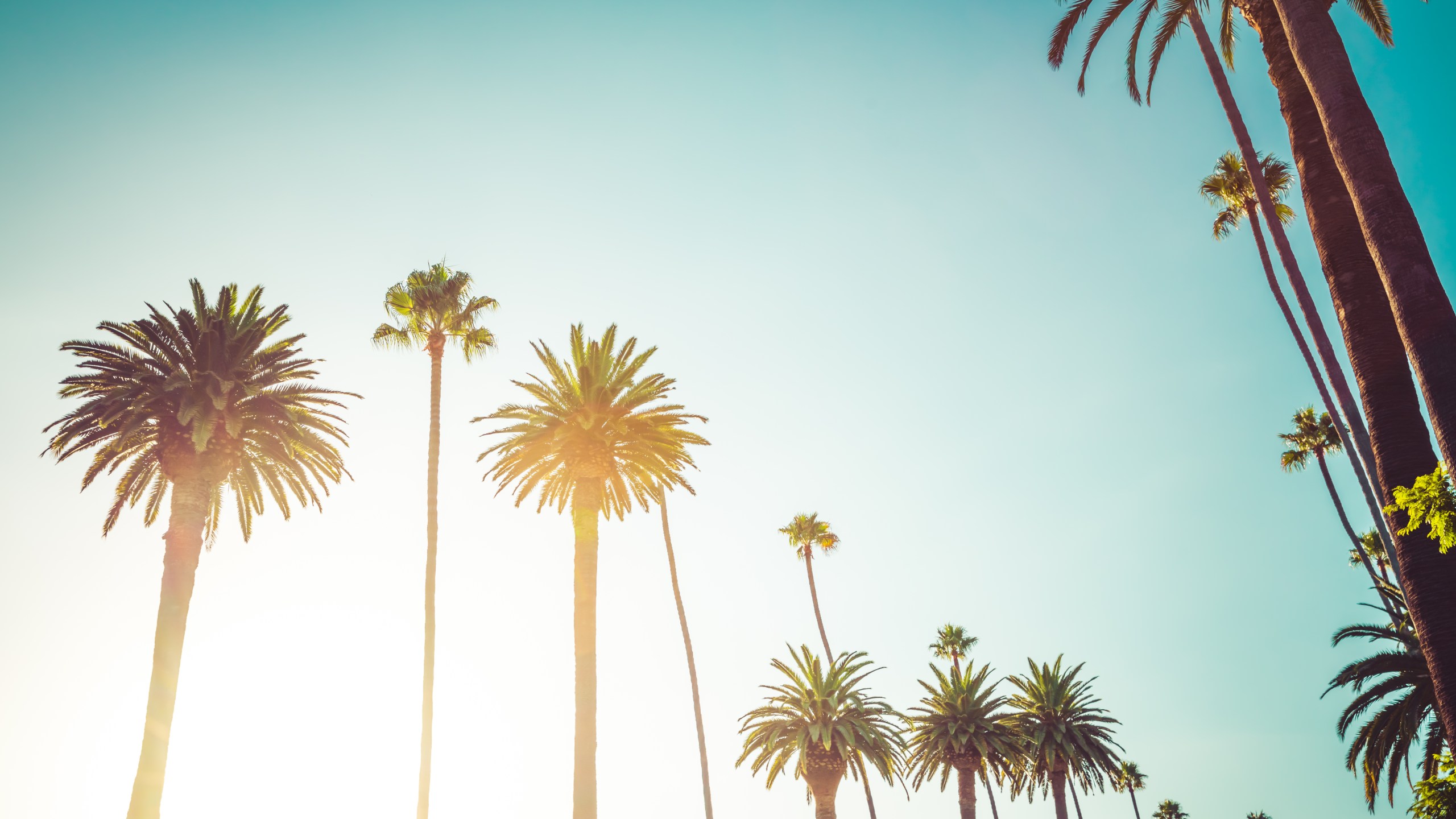 A file photo shows palm trees along Rodeo Drive in Beverly Hills. (Credit: Getty Images)