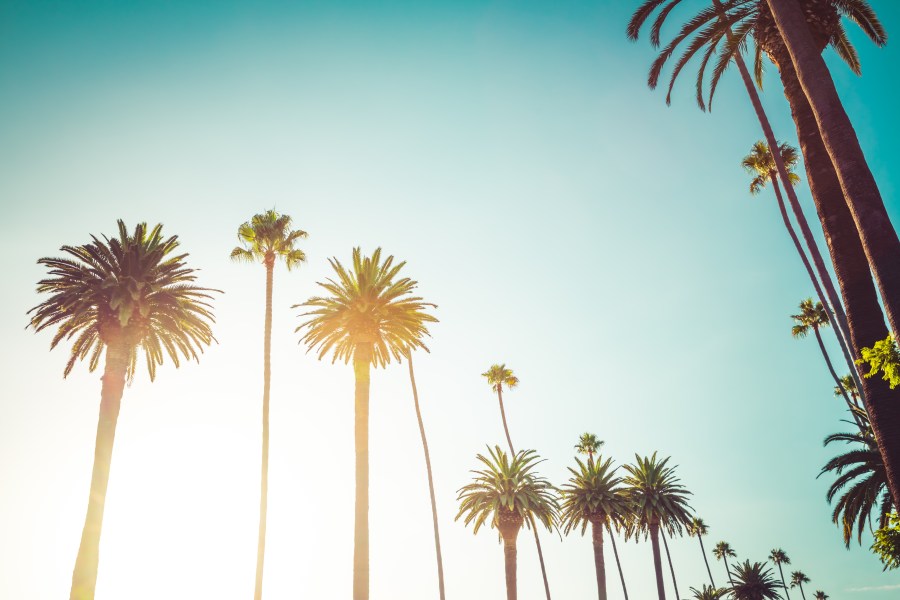 A file photo shows palm trees along Rodeo Drive in Beverly Hills. (Credit: Getty Images)