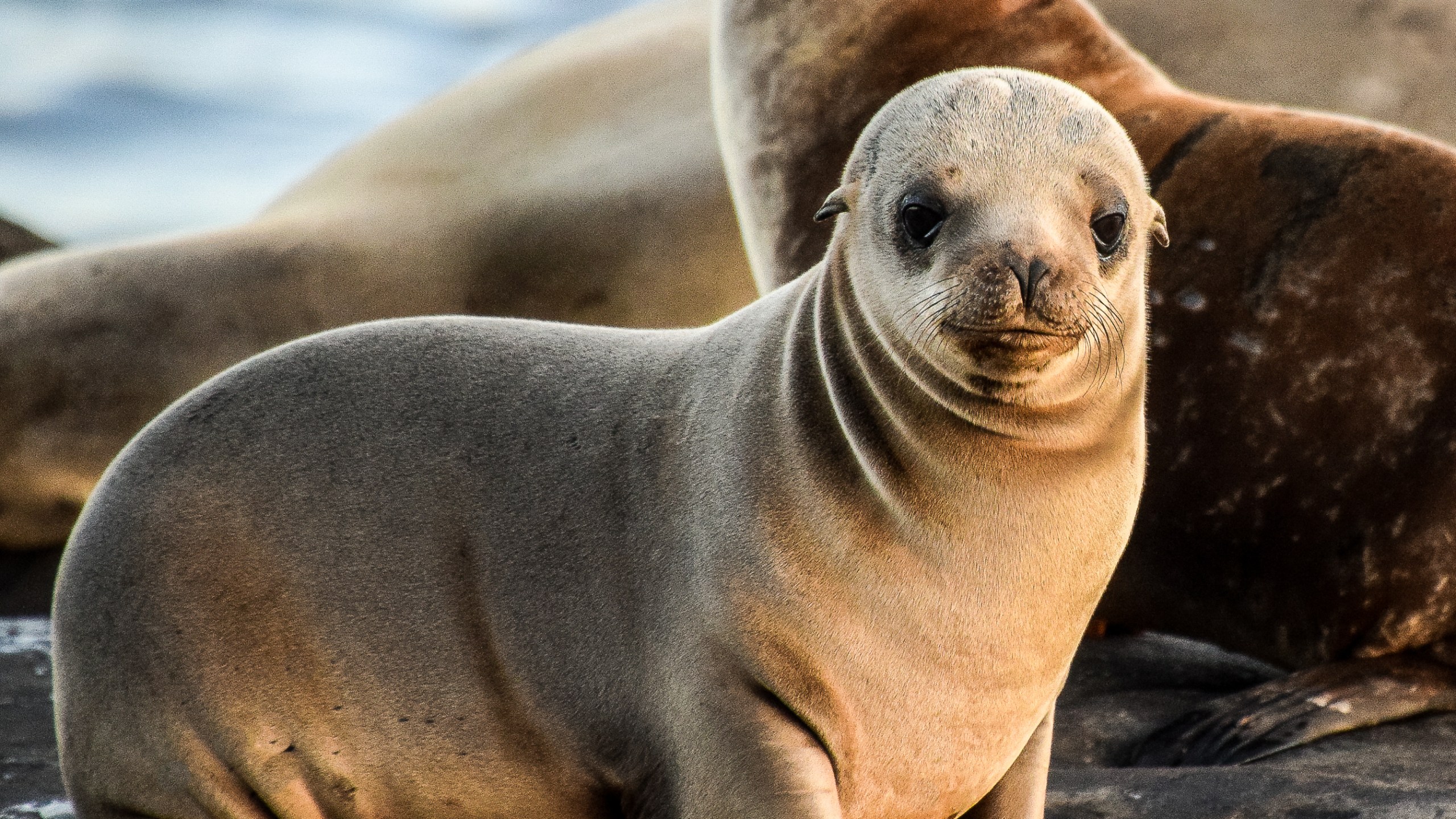 A baby sea lion is resting along the cliffs in La Jolla in this file photo. (Credit: iStock/Getty Images)