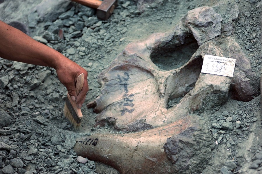 A dinosaur bone fossil is uncovered in China's Shandong province on Oct. 11, 2009. (Credit: STR/AFP/Getty Images)