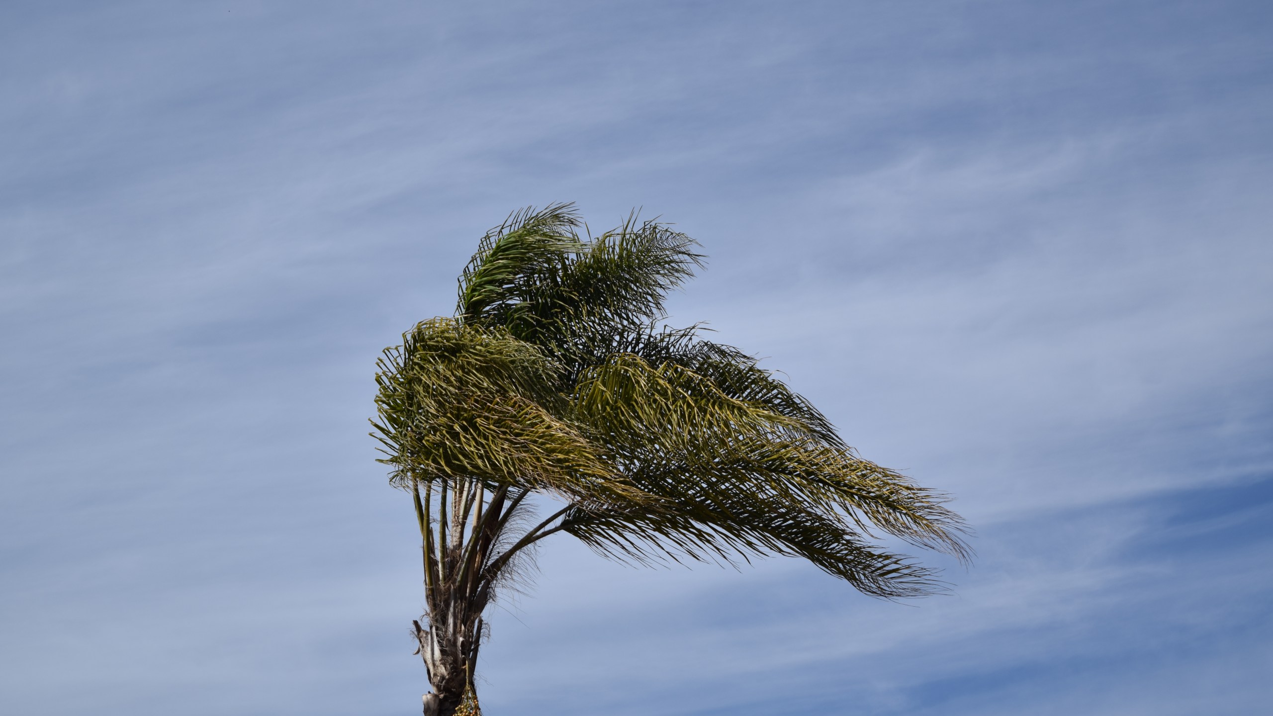 A palm tree sways as wind blows in California. (Credit: Getty Images)