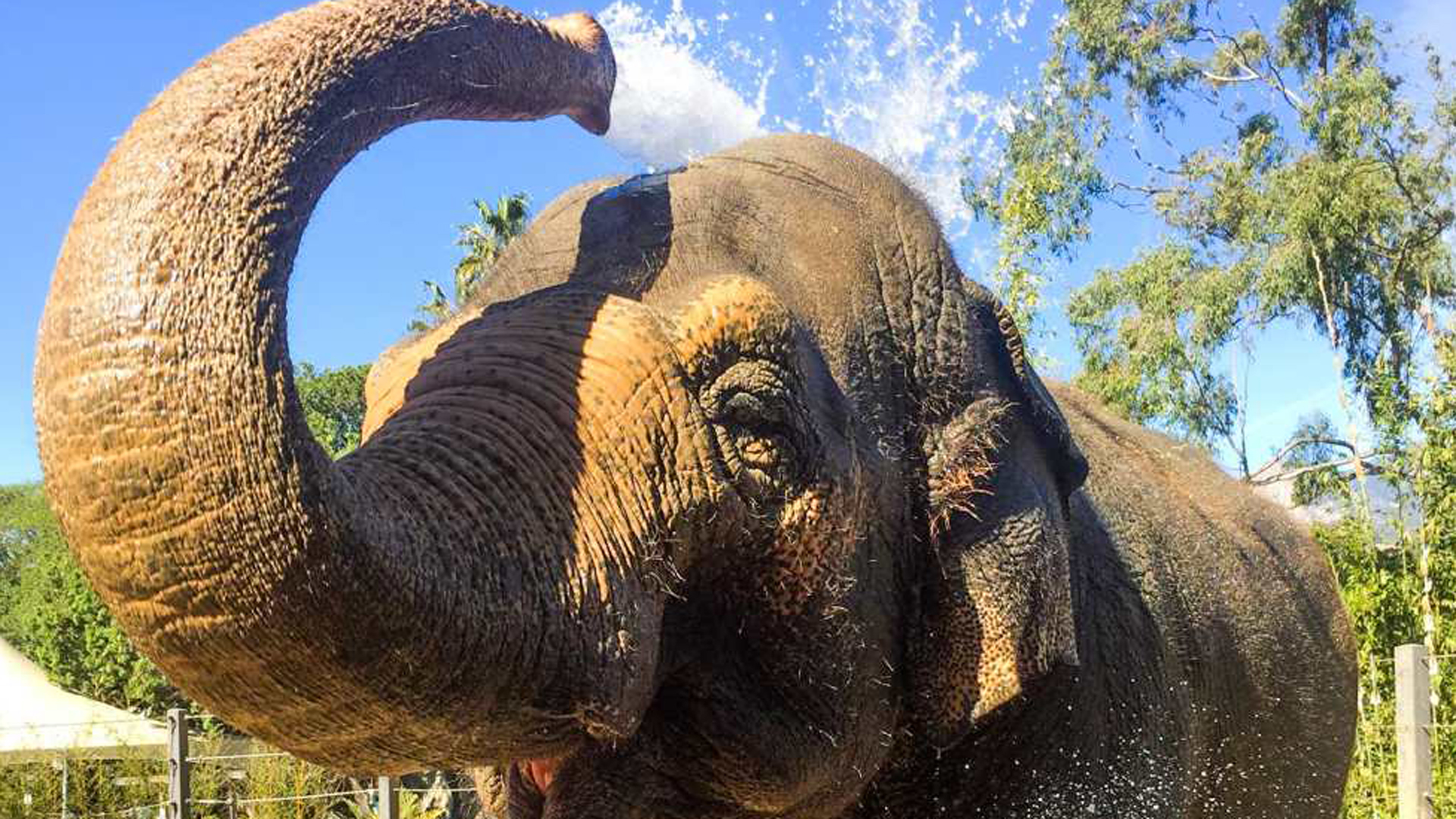 Sujatha, a 47-year-old Asian elephant at the Santa Barbara zoo who had to be euthanized, is seen in a photo posted to the facility's website on Oct. 17, 2018.