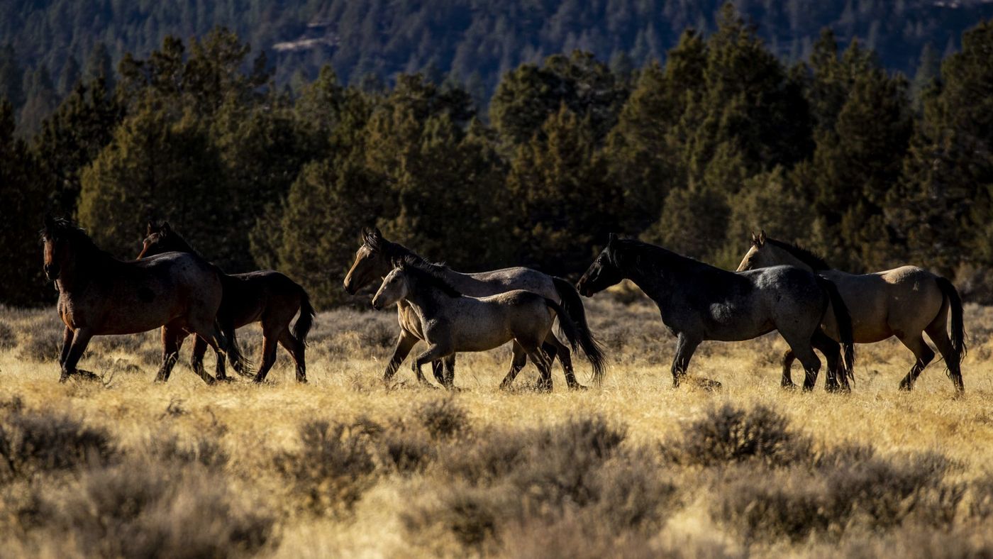 Wild horses roam in Modoc National Forest near the city of Alturas in Northern California in this undated image. (Credit: Kent Nishimura / Los Angeles Times)