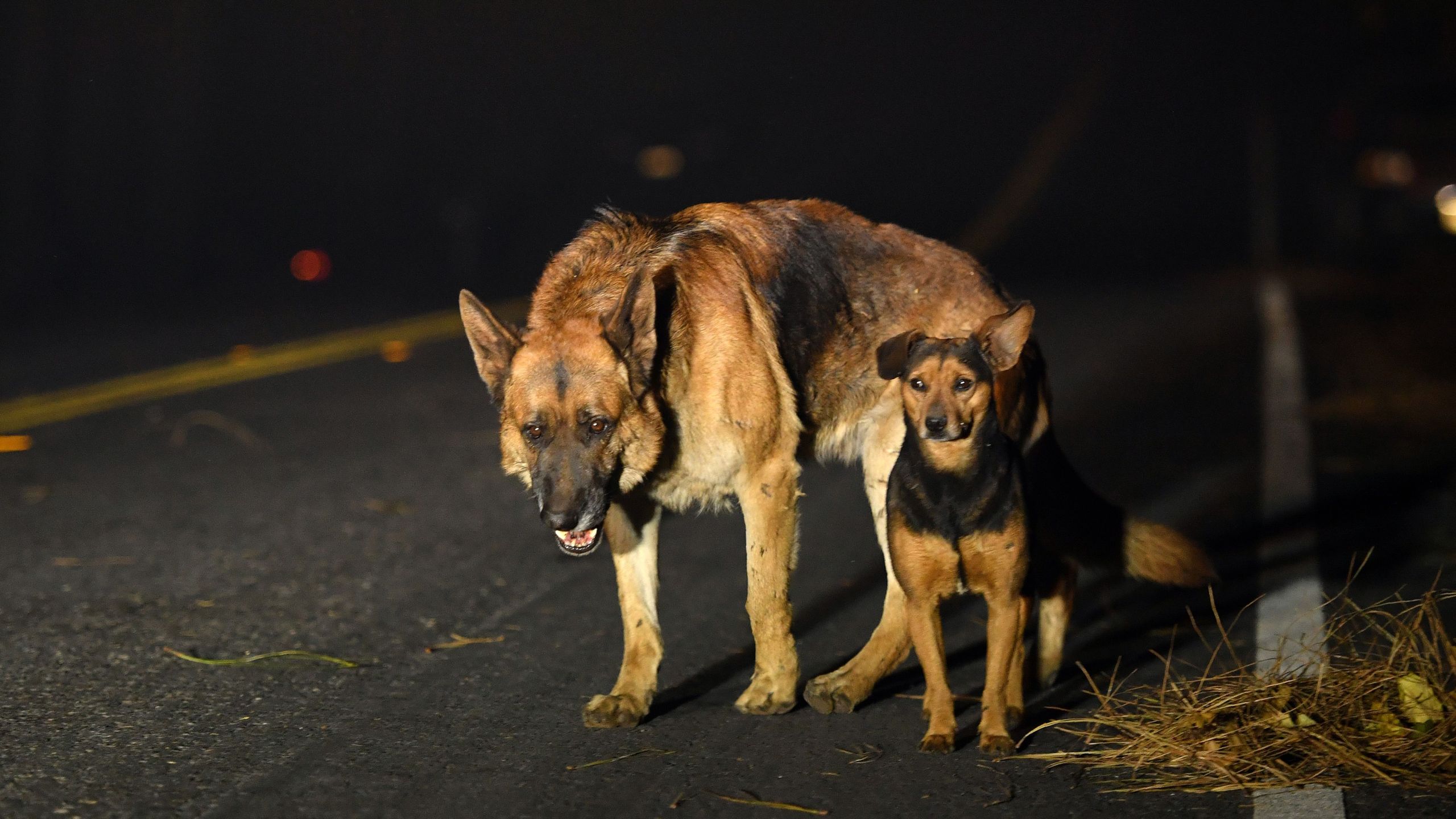 Dogs roam burned out neighborhoods as the Camp fire tears through Paradise, north of Sacramento, California on November 08, 2018. (Credit: JOSH EDELSON/AFP/Getty Images)