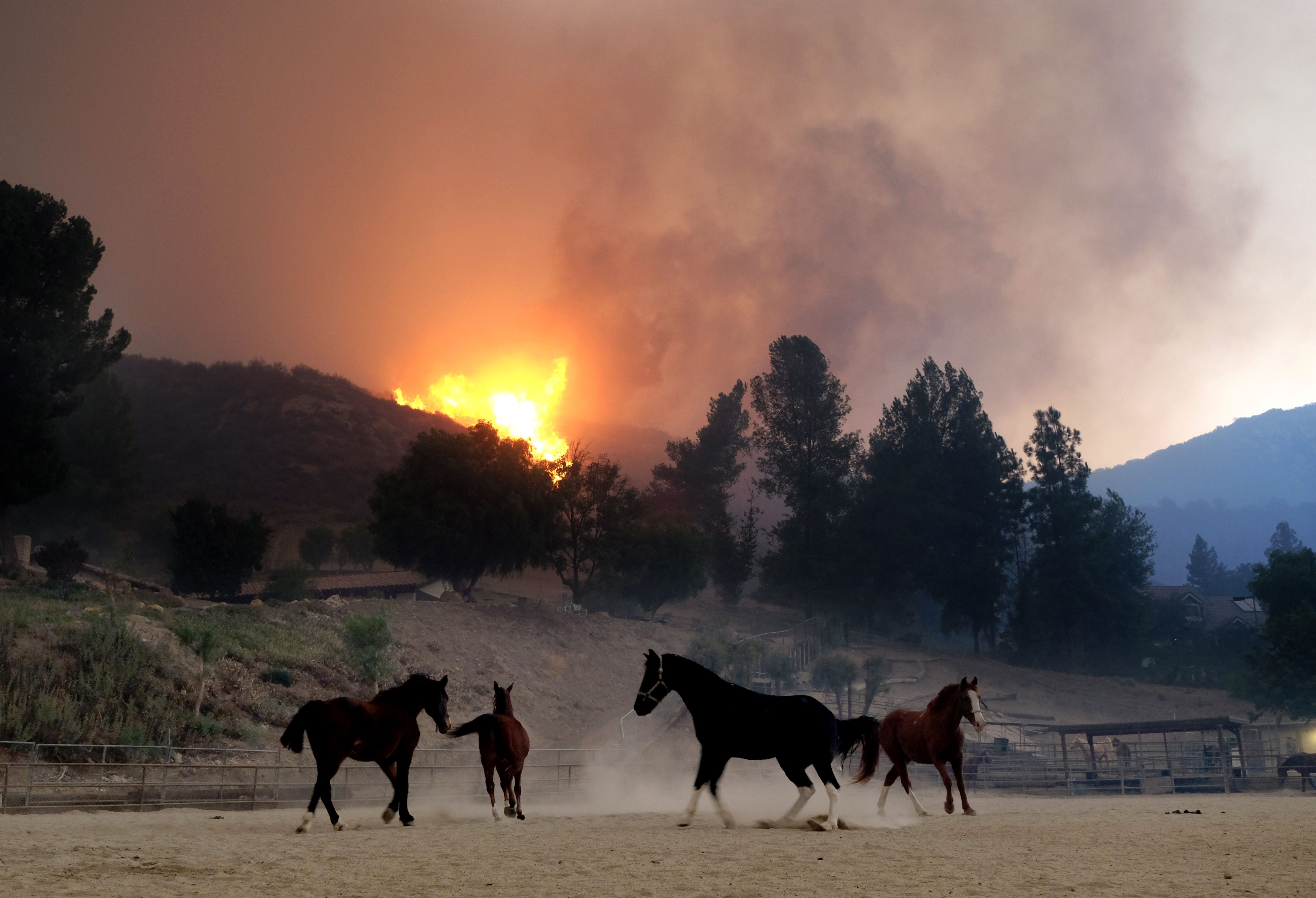 Horses are spooked as the Woolsey Fire moves through the property on Cornell Road near Paramount Ranch on November 9, 2018 inAgoura Hills, California. (Credit: Matthew Simmons/Getty Images)