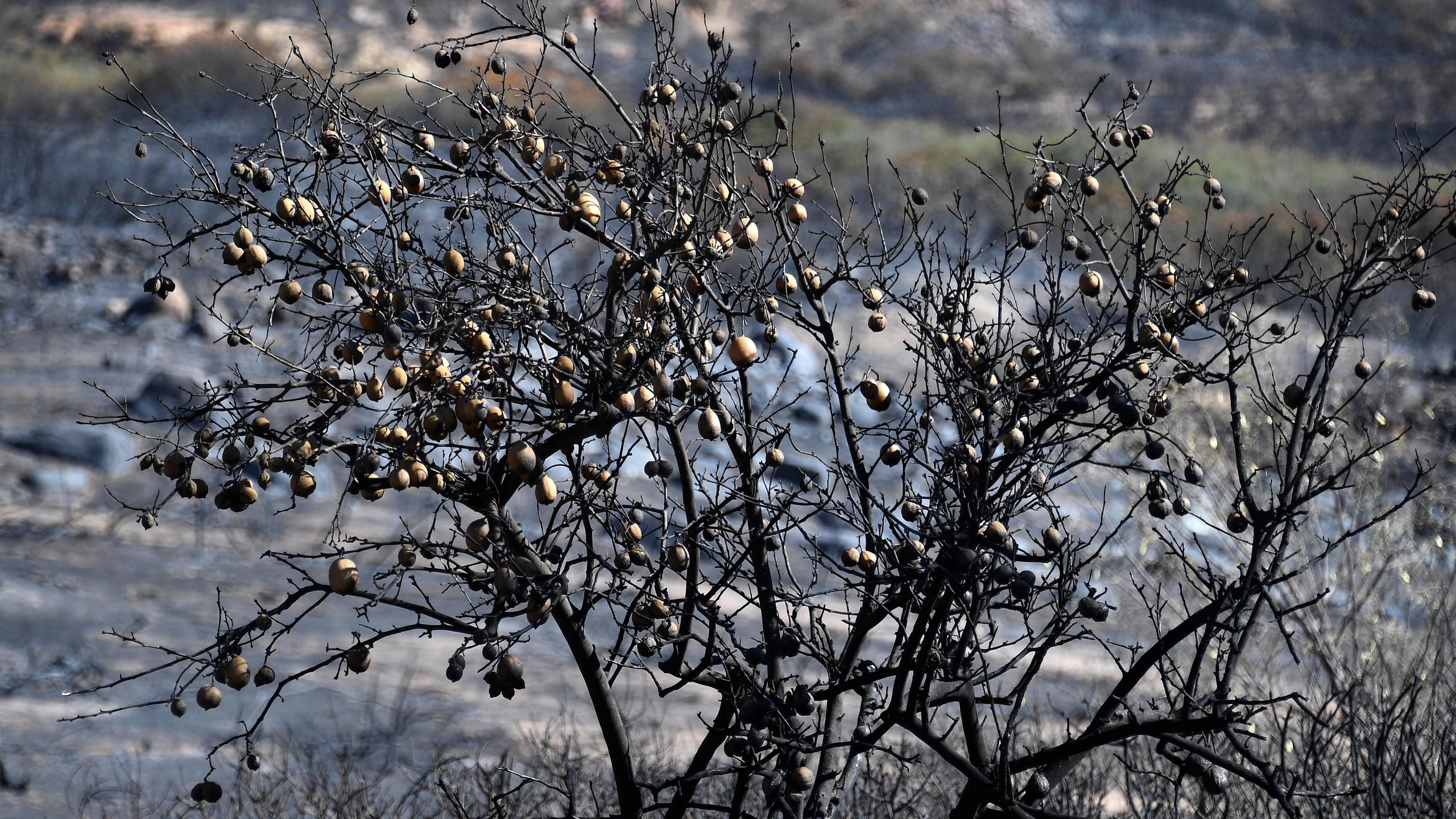 A burned lemon tree is seen in the backyard of house on Nov. 12, 2018 in Thousand Oaks. (Credit: Kevork Djansezian/Getty Images)