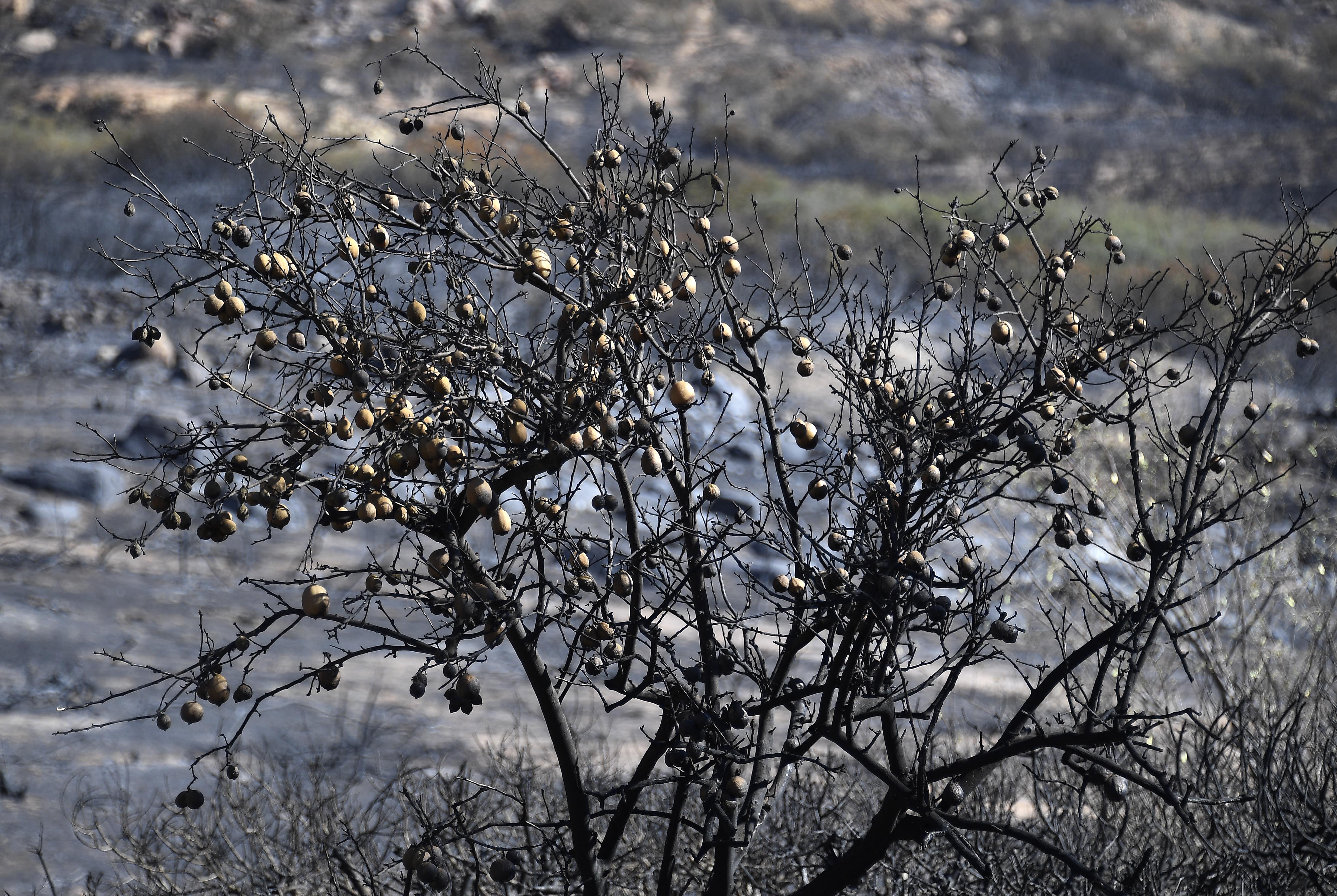 A burned lemon tree is seen in the backyard of house on Nov. 12, 2018 in Thousand Oaks. (Credit: Kevork Djansezian/Getty Images)