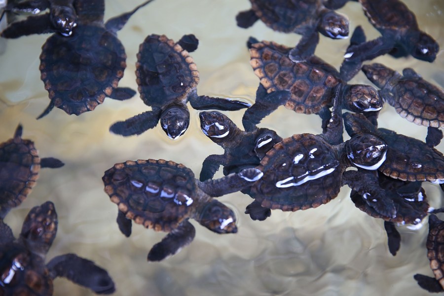 Some of the more than 570 baby sea turtles, including the Loggerhead and Green turtles, are seen before they are released into the Atlantic Ocean on July 27, 2015, in Boca Raton, Florida. (Credit: Joe Raedle/Getty Images)