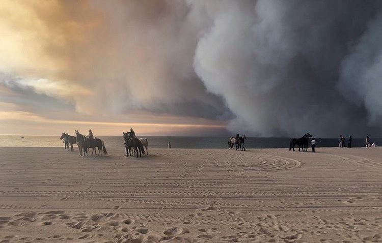 Horses seek refuge on the beach in Malibu amid the Woolsey Fire on Nov. 9, 2018. (Credit: Lori Ellis)