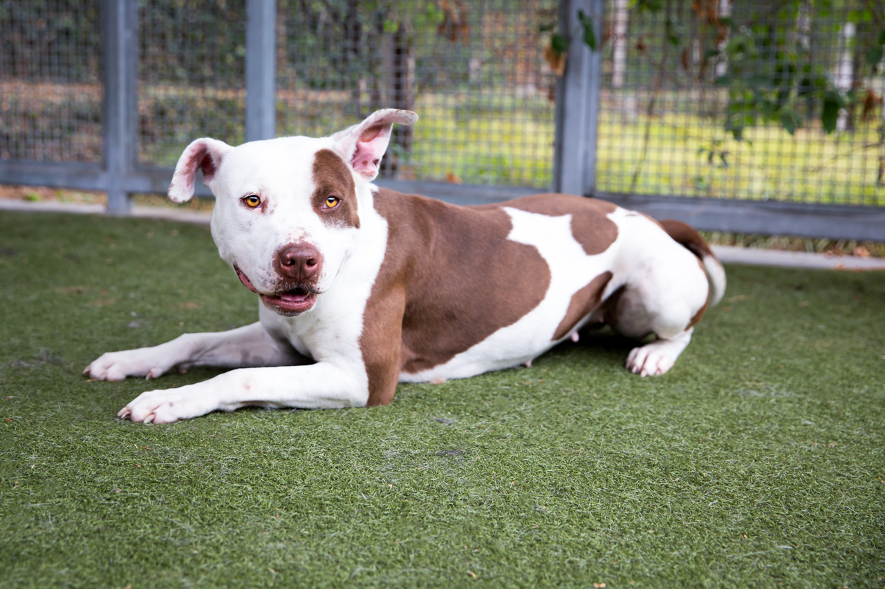 Blanca, a dog staying in L.A. Animal Services' South L.A. shelter, is seen a photo released by the agency on Nov. 19, 2018. (Credit: Claire Pearce)