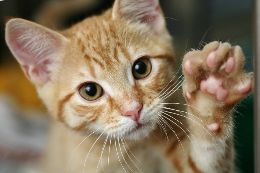 A kitten raises its paw in a file photo. (Credit: Getty Images)