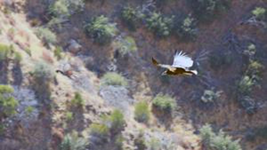 California condor 933 successfully fledges in Santa Barbara County. (Credit: Santa Barbara Zoo via U.S. Fish and Wildlife Service)