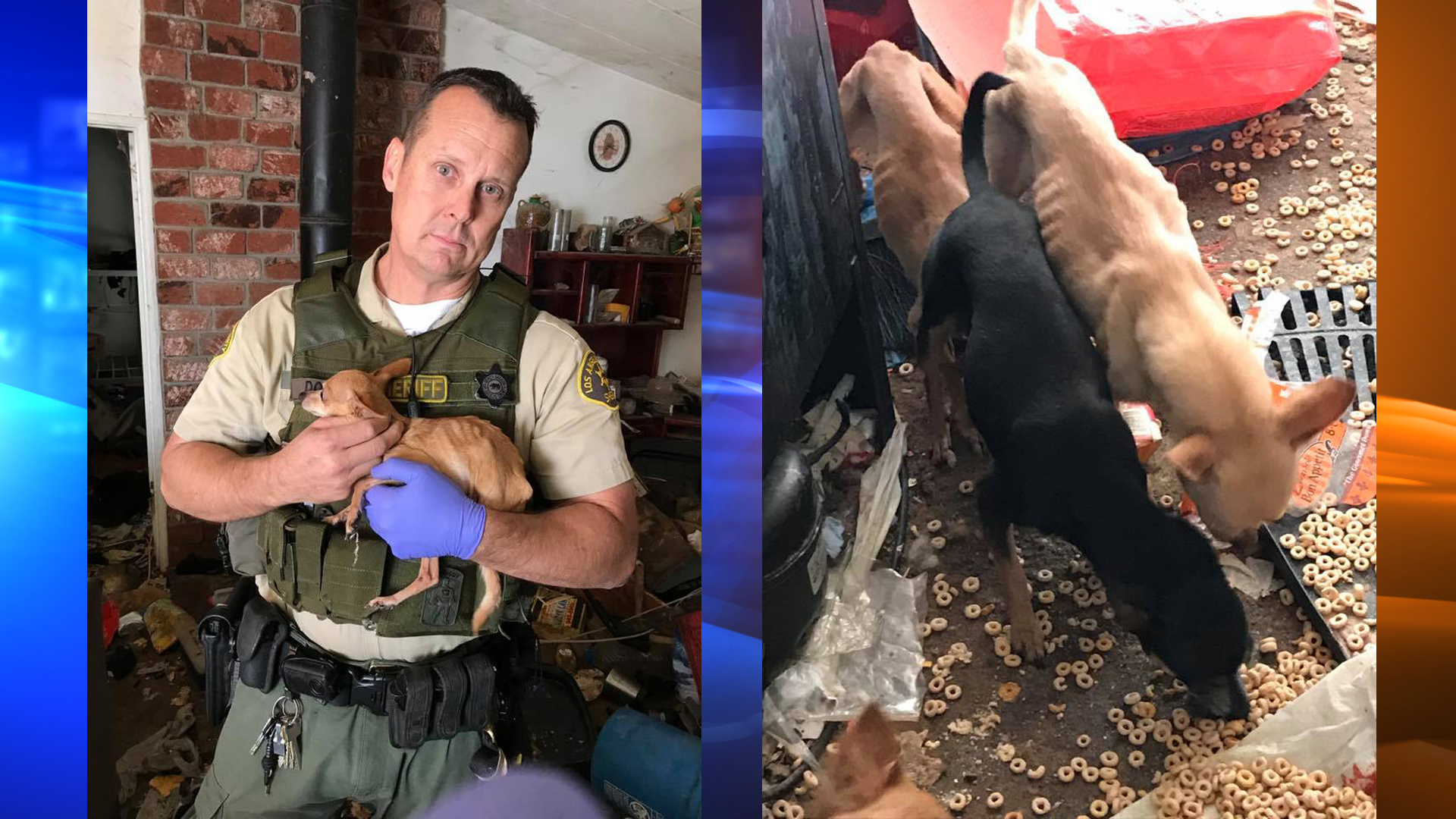 Deputies rescued a dozen emaciated dogs and seized 22 firearms from a home near Neenach on Nov. 29, 2018. (Credit: Los Angeles County Sheriff's Department)