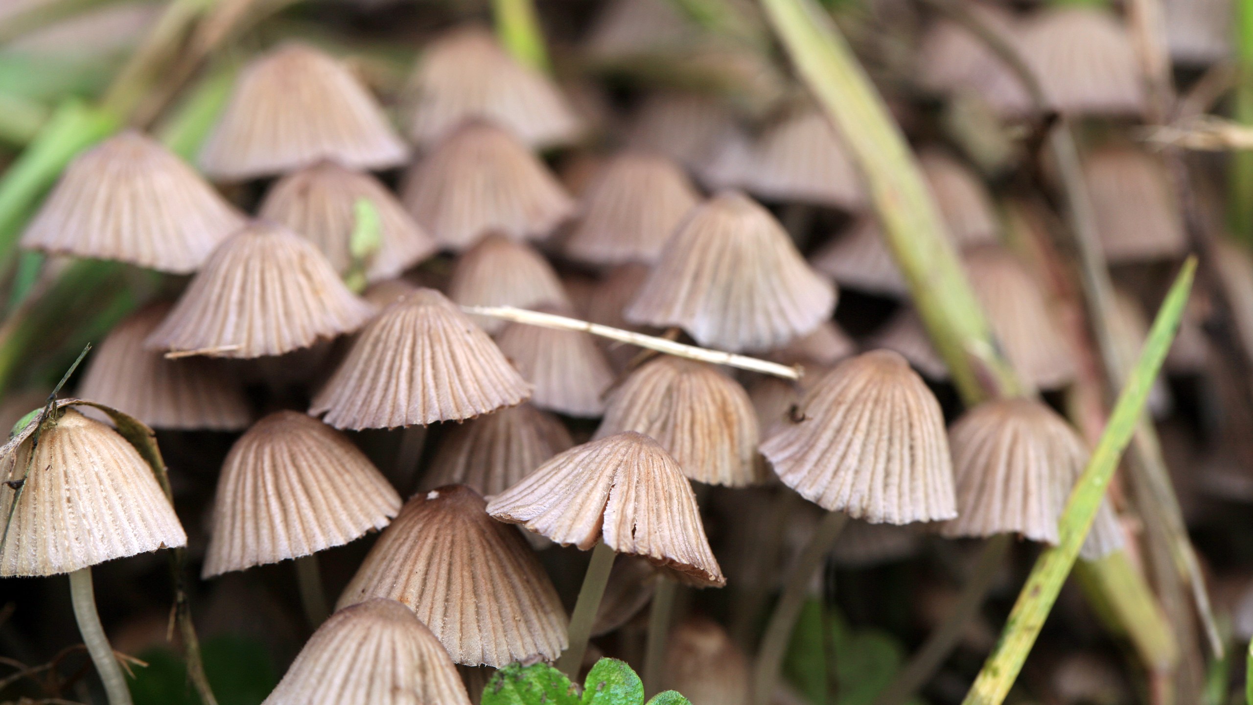 A group of hallucinogenic mushrooms growing wild in a forest meadow is seen in a file image. (Credit: iStock / Getty Images Plus)