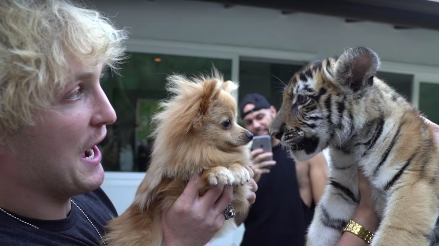 Logan Paul holds his dog in front of a tiger cub in a video posted to his YouTube channel on Oct. 21, 2017.