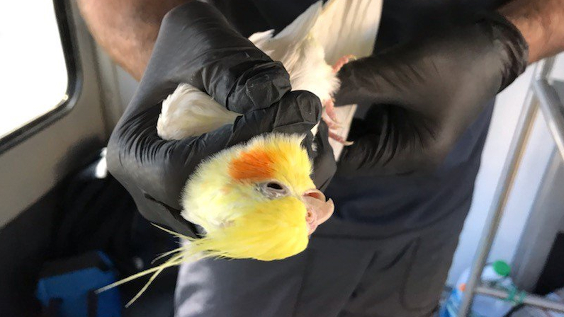 A rescued cockatiel is seen in an image posted on Twitter by the San Diego Humane Society.