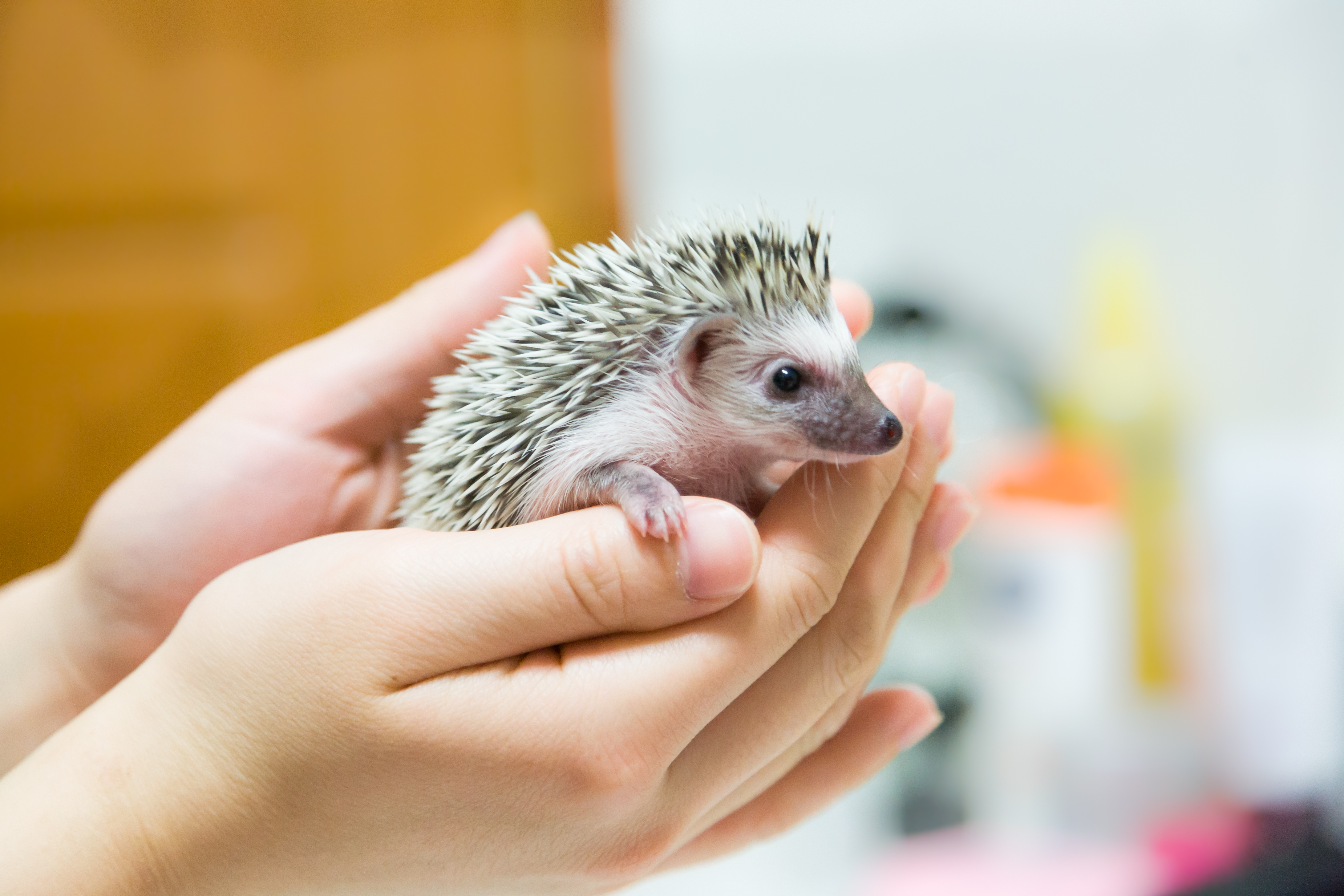 A hedgehog is seen in this file photo. (Getty Images)