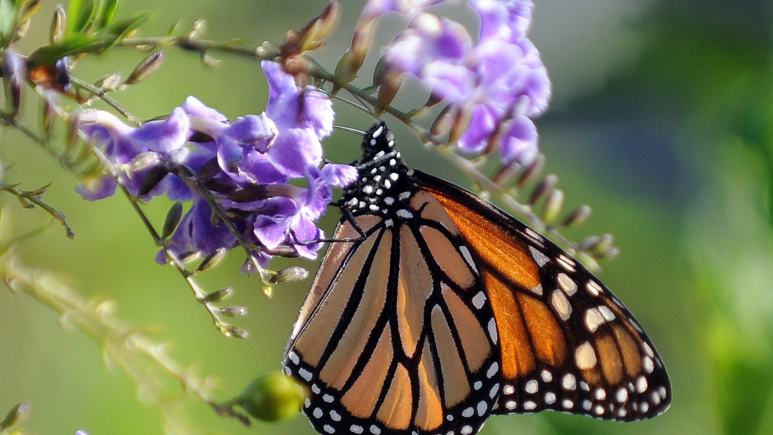 A Monarch butterfly rests on a flower in Los Angeles on Oct. 28, 2010. (Credit: Gabriel Bouys/AFP/Getty Images)