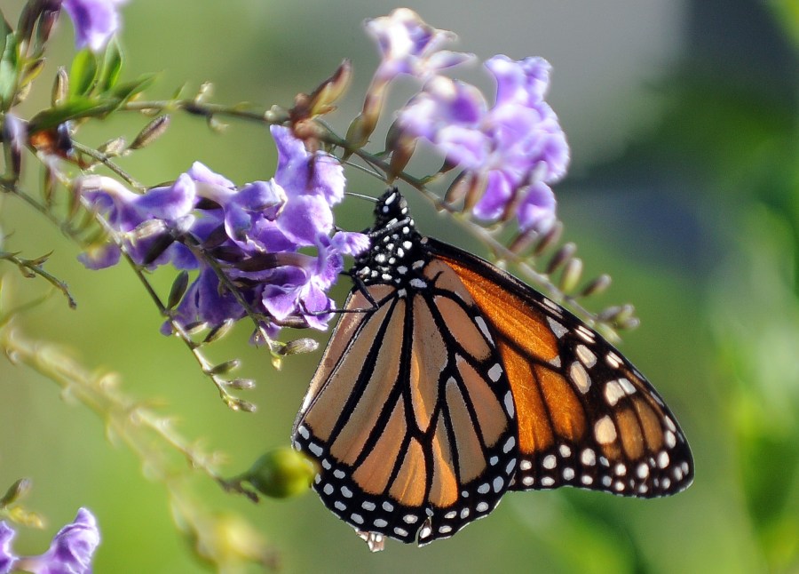 A Monarch butterfly rests on a flower in Los Angeles on Oct. 28, 2010. (Credit: Gabriel Bouys/AFP/Getty Images)