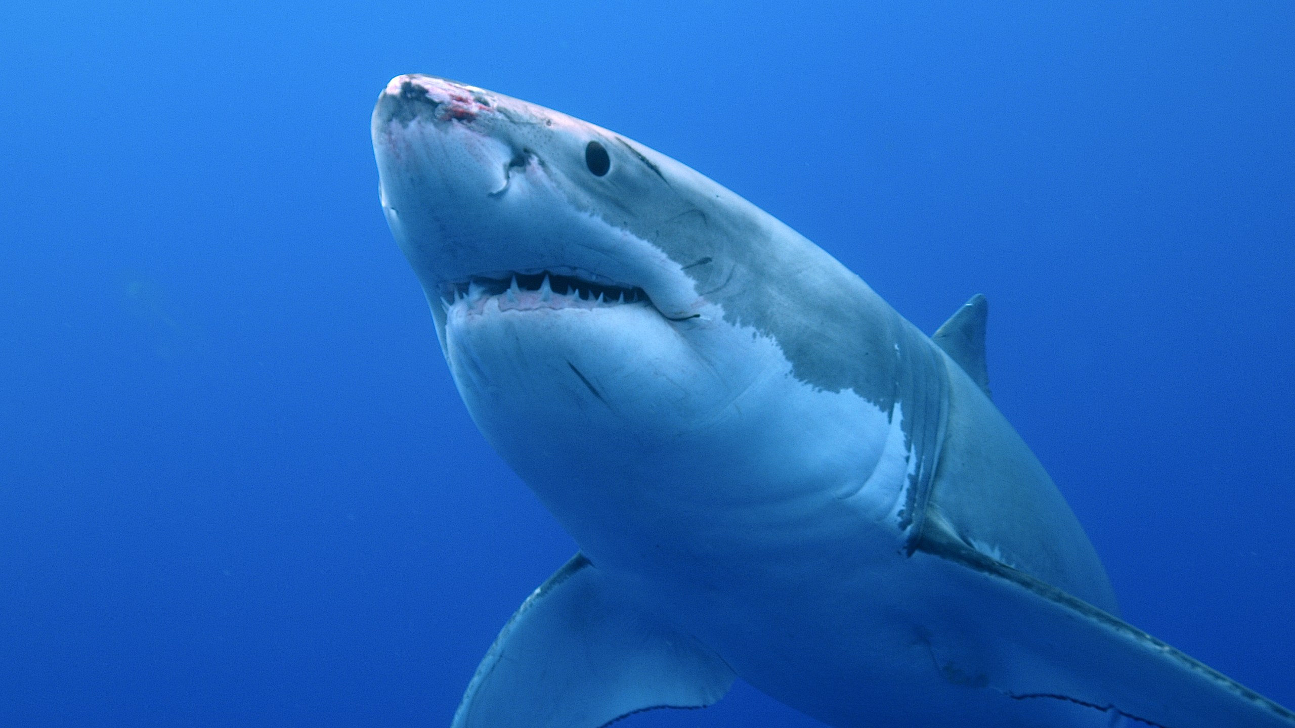 A Great White Shark is seen in this file photo. (Getty Images)