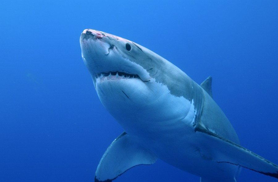 A Great White Shark is seen in this file photo. (Getty Images)