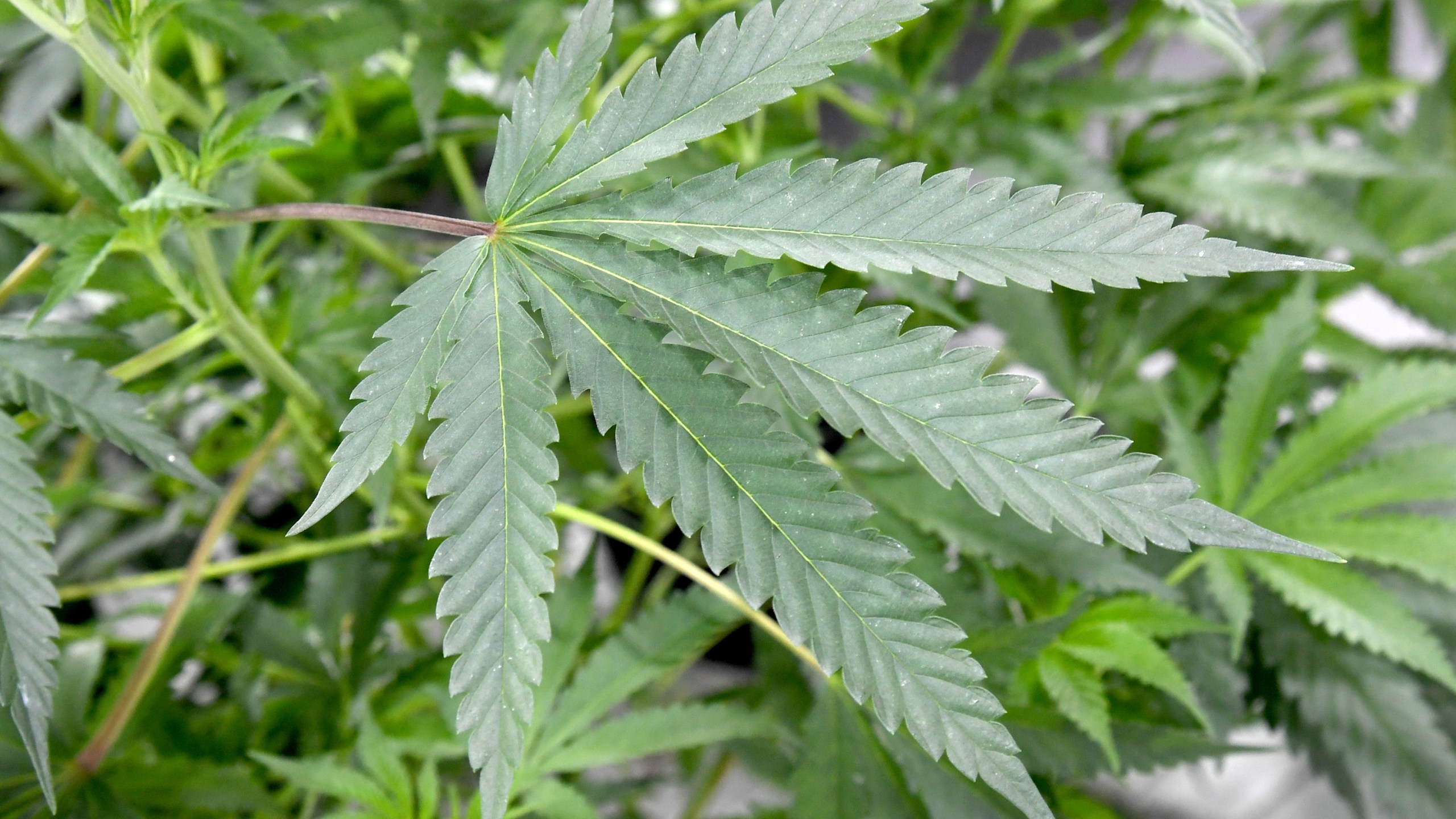 Marijuana plants are seen in this file photo taken in Las Vegas on July 6, 2017. (Credit: Ethan Miller/Getty Images)