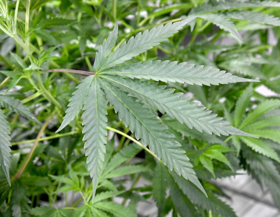 Marijuana plants are seen in this file photo taken in Las Vegas on July 6, 2017. (Credit: Ethan Miller/Getty Images)