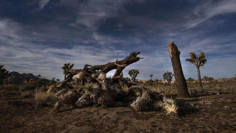 A January 2019 image shows a once vibrant Joshua tree severed in an apparent act of vandalism at Joshua Tree National Park.(Credit: Gina Ferazzi / Los Angeles Times)