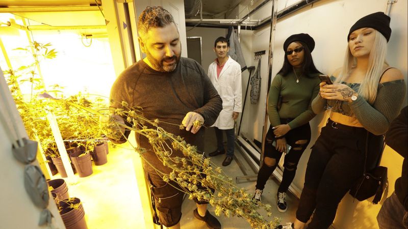 Michael Ashbel, owner of MMD in North Hollywood, shows a marijuana plant that is going through the curing process during a recent visit to his facility by Green Tours. (Credit: Myung J. Chun / Los Angeles Times)