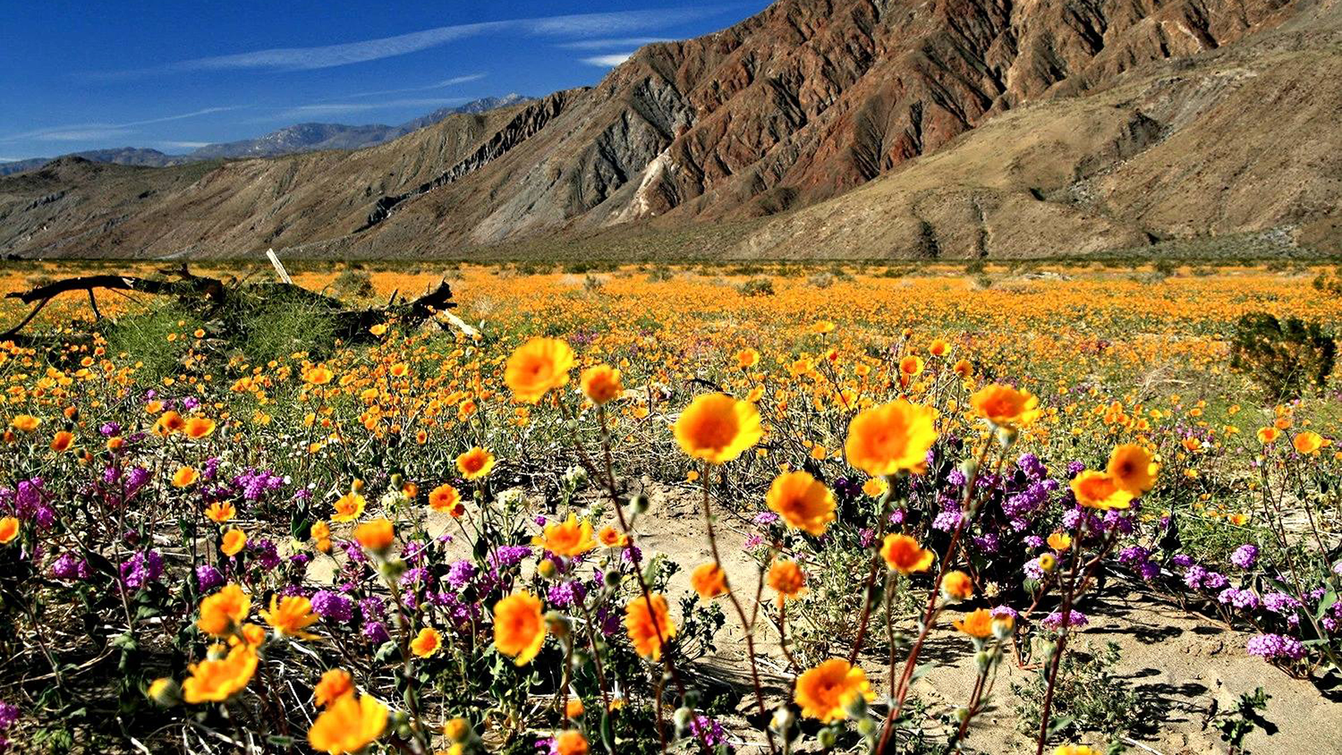 Flowers bloom at Anza-Borrego Desert State Park in this file photo posted on the park's Facebook page on Jan. 1, 2016.