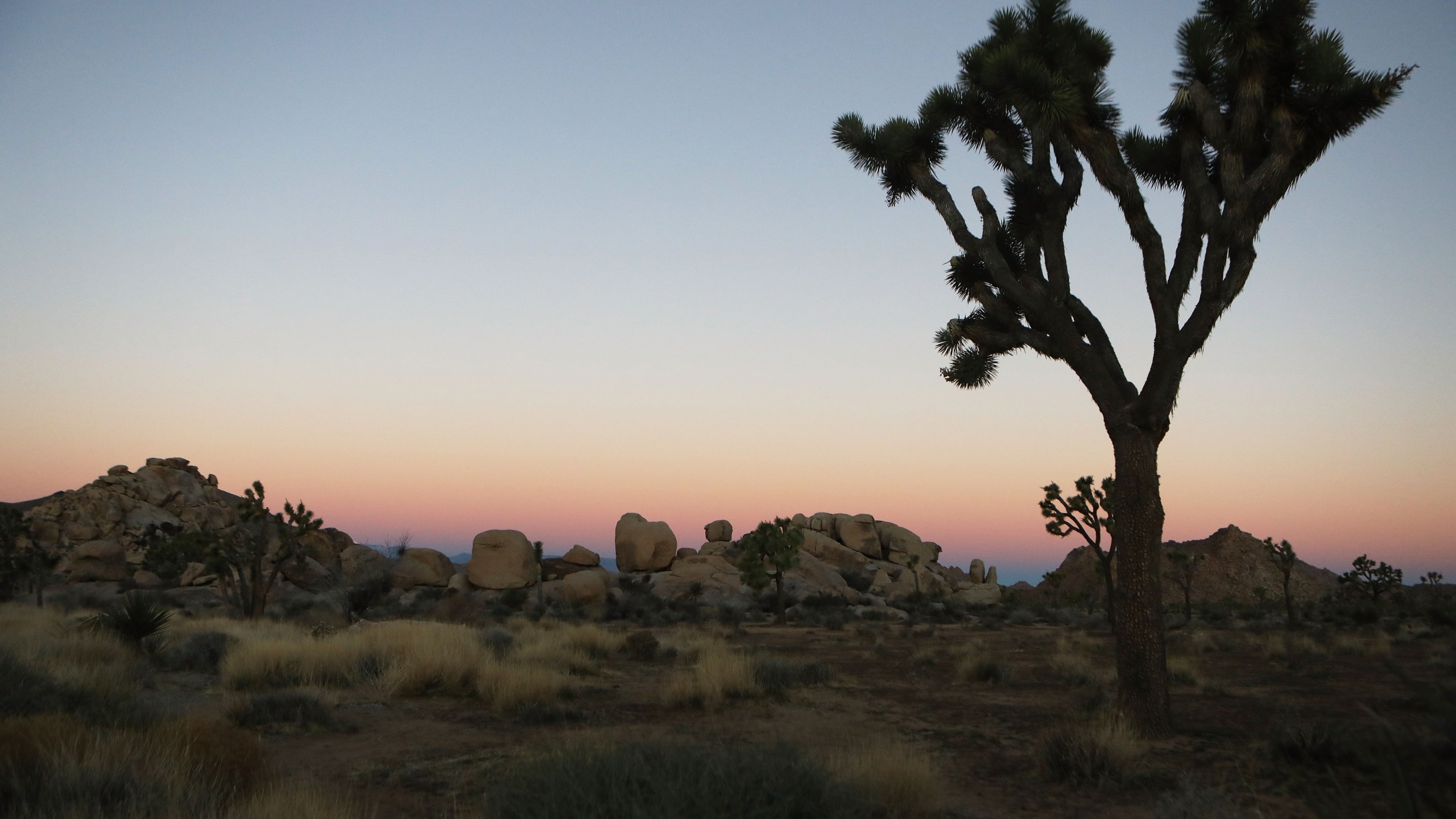 A Joshua tree stands at Joshua Tree National Park on Jan. 4, 2019. (Mario Tama / Getty Images)