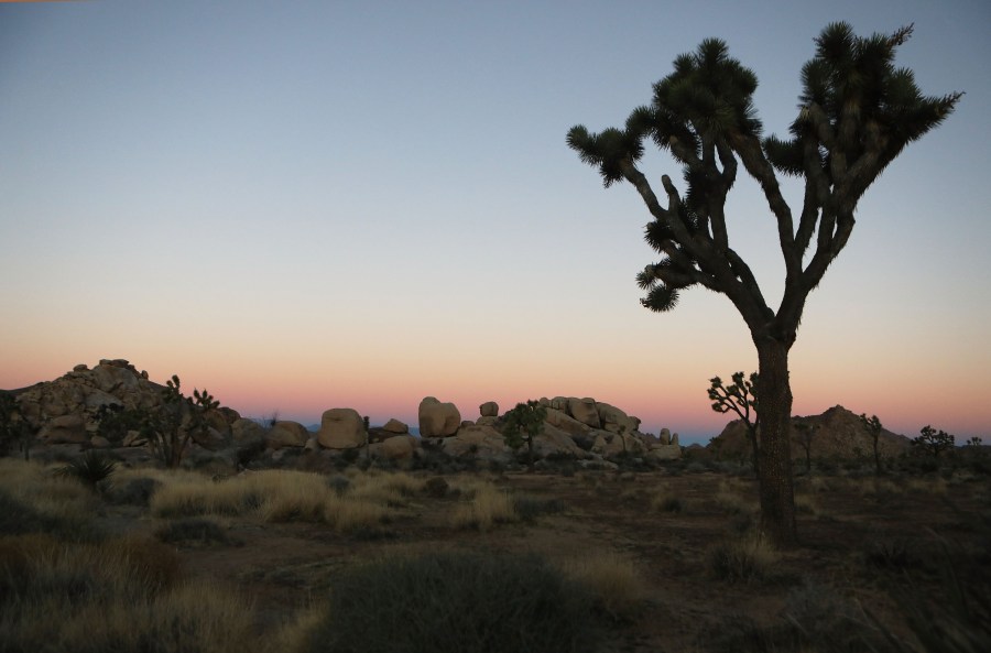 A Joshua tree stands at Joshua Tree National Park on Jan. 4, 2019. (Mario Tama / Getty Images)