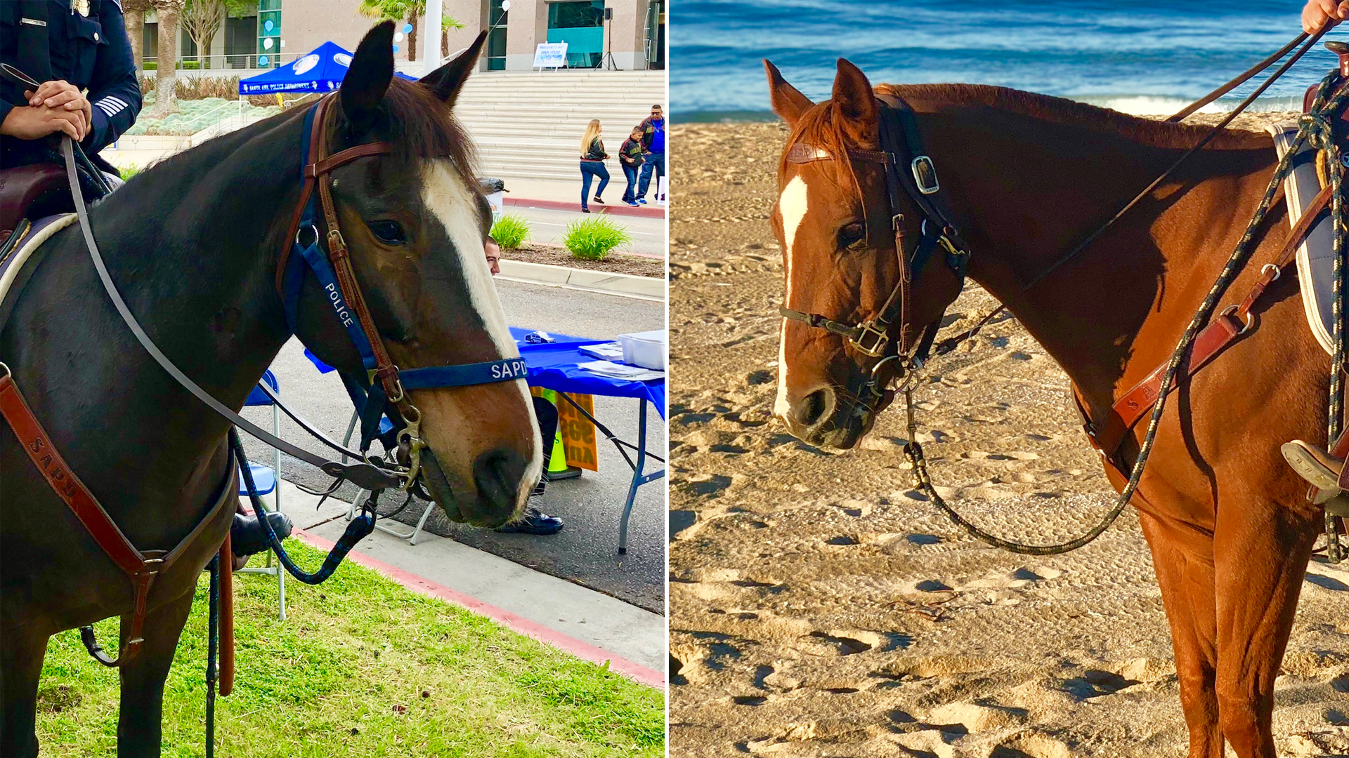 Santa Ana Police Department horses Chex (left) and Willa (right) appear in undated photos provided by the Santa Ana Police Department on Feb. 24, 2019.