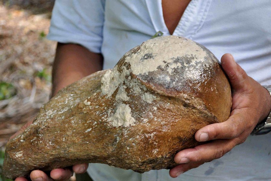 Part of an extinct giant sloth's upper humerus was recovered. (Credit: Lisa J Lucero//VOPA via CNN)