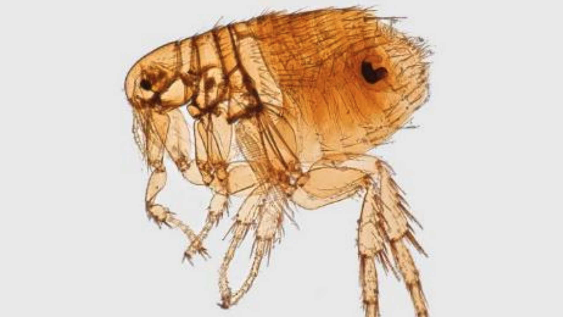 A rodent flea typically associated with carrying the Typhus disease. (Credit: Los Angeles County Department of Public health)