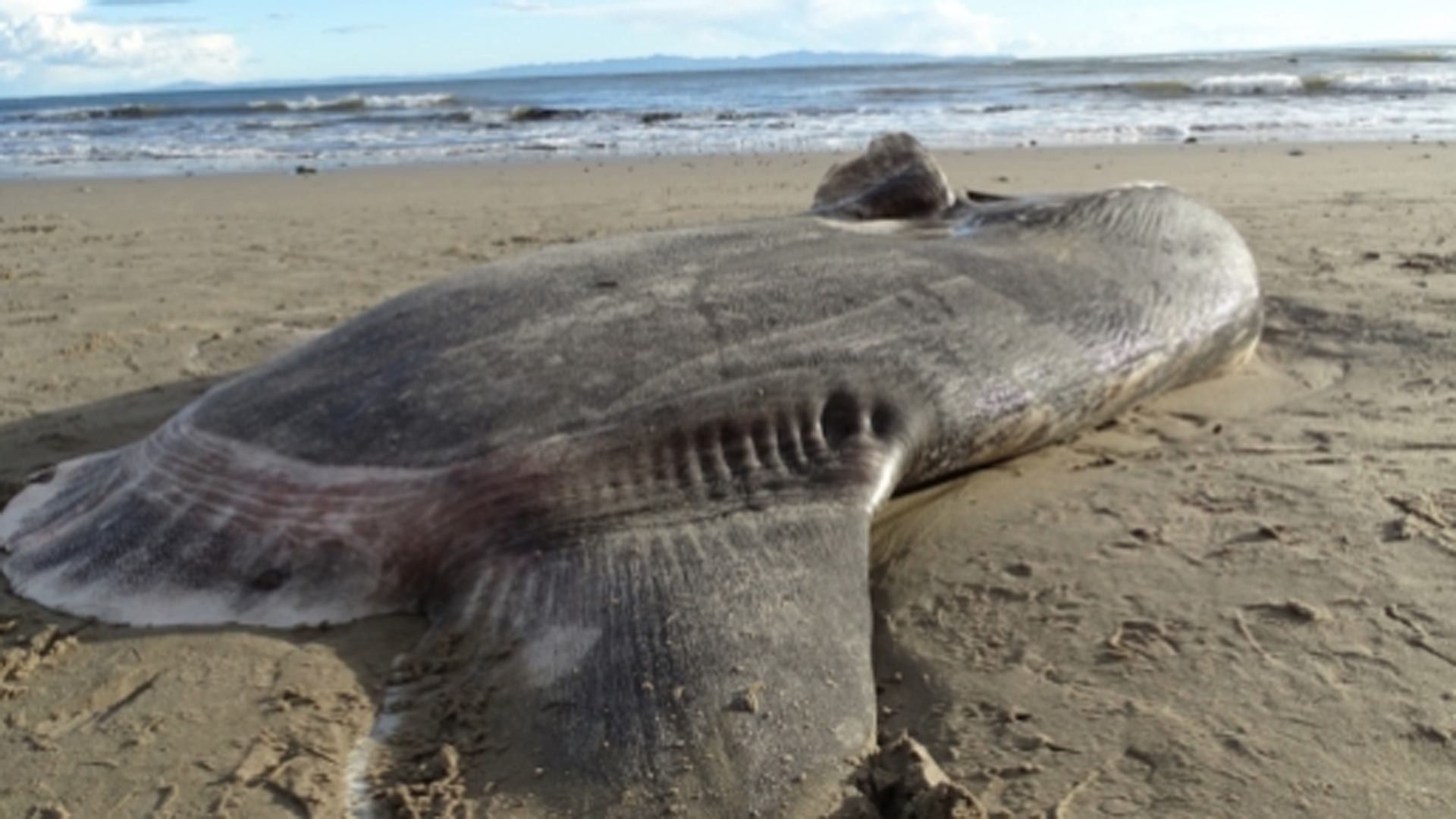 The hoodwinker sunfish is seen in a photo released by UC Santa Barbara.