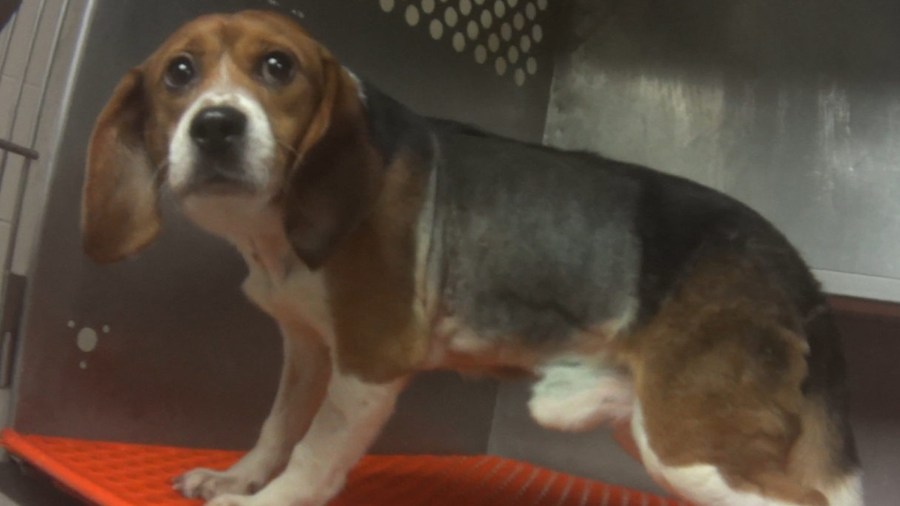 A beagle is seen in an image from an undercover video released by the Humane Society of the United States.