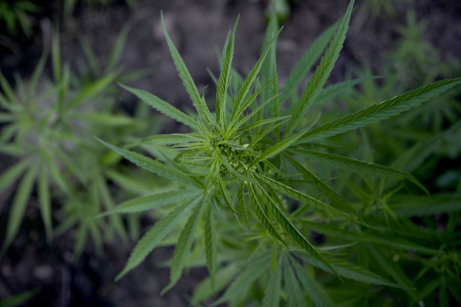 Marijuana leafs are pictured during a police raid on 3 hectares of marijuana plantation in Montasik, Aceh province on March 6, 2019. (Credit: Chaideer Mahyuddin/AFP/Getty Images)