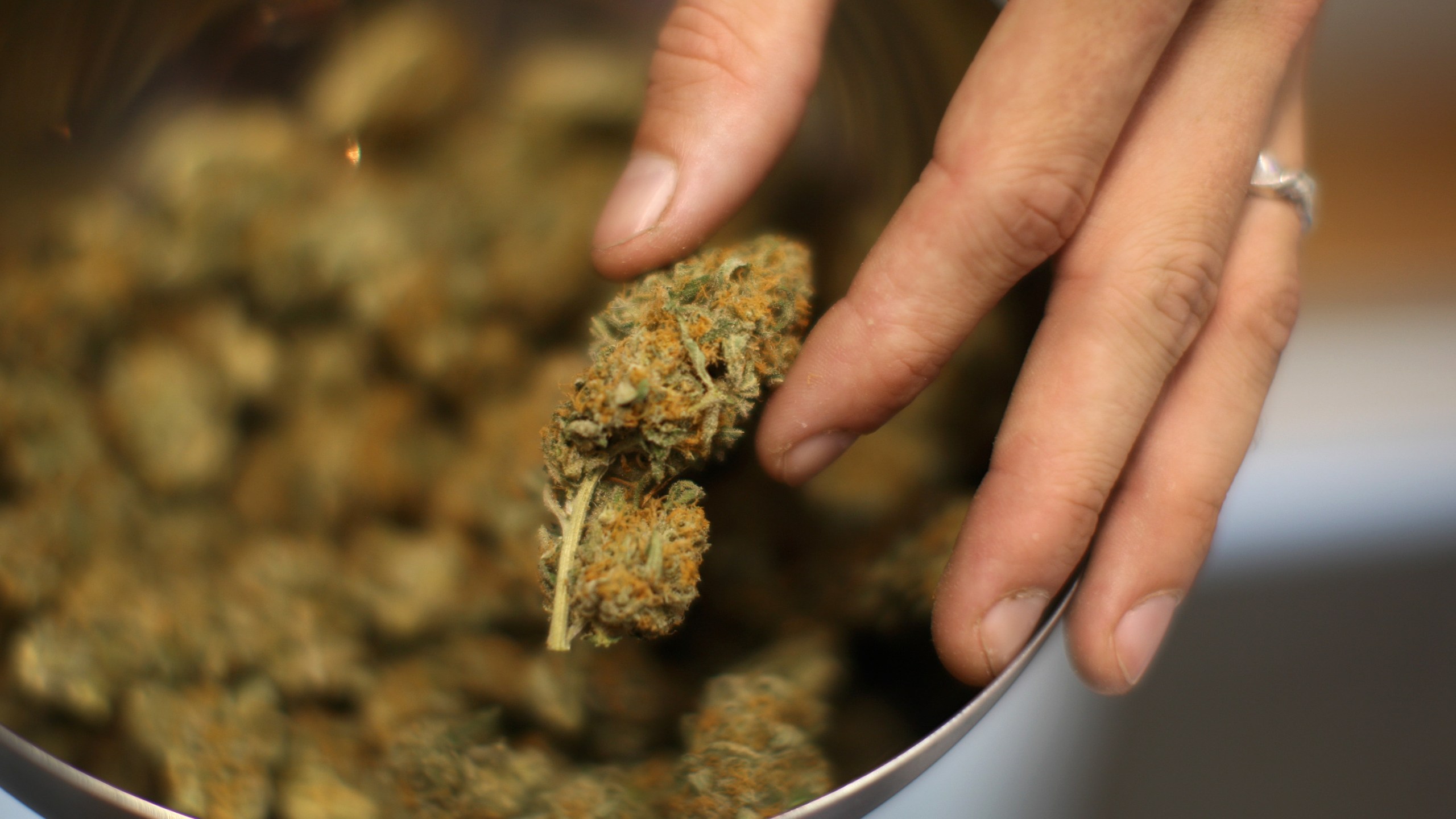 A budtender handles marijuana at a medical marijuana dispensary in Los Angeles on Sept. 7, 2012. (Credit: David McNew / Getty Images)