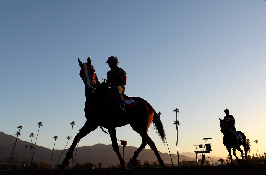 Horses train in preparation for the 2014 Breeder's Cup at Santa Anita Park on October 29, 2014 in Arcadia, California. (Credit: Harry How/Getty Images)