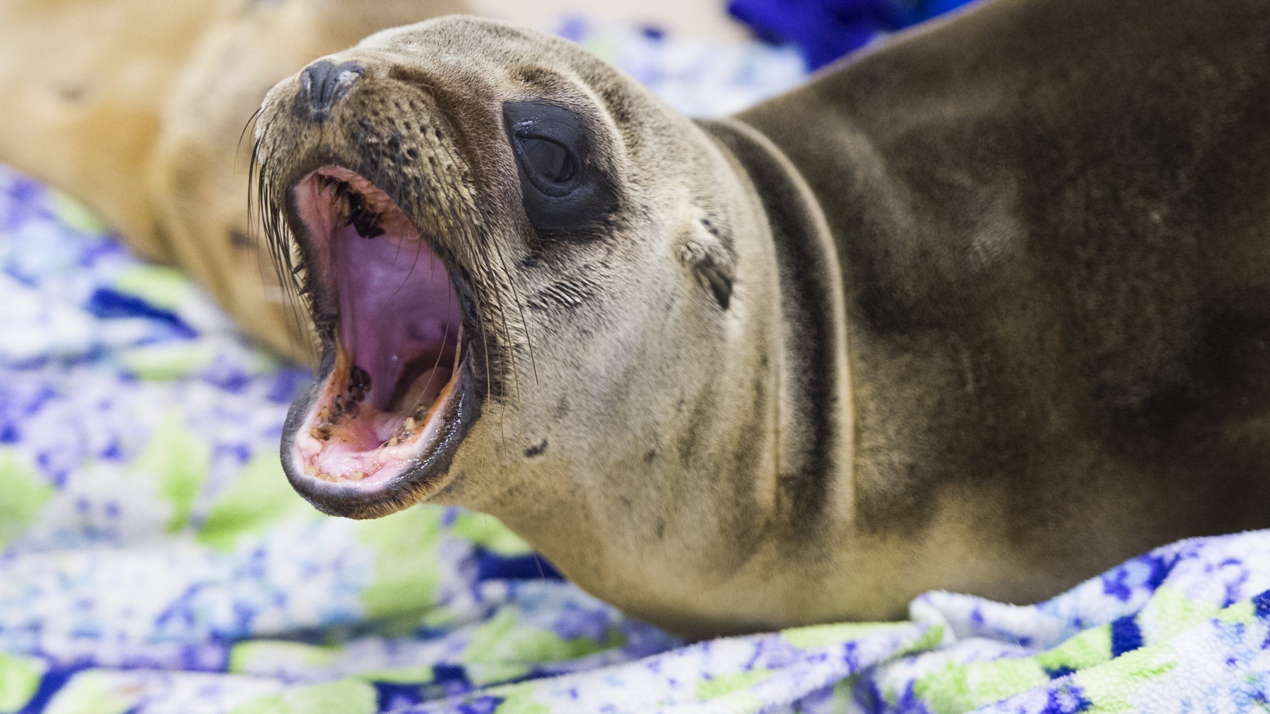 A rescued sea lion rests in a holding pen at the Pacific Marine Mammal Center in Laguna Beach, on March 30, 2015. (Credit: ROBYN BECK/AFP/Getty Images)